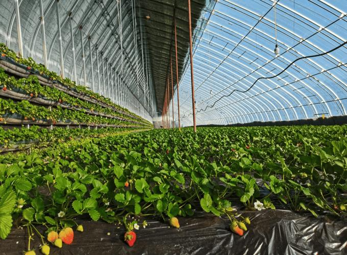 大棚草莓种植技术视频