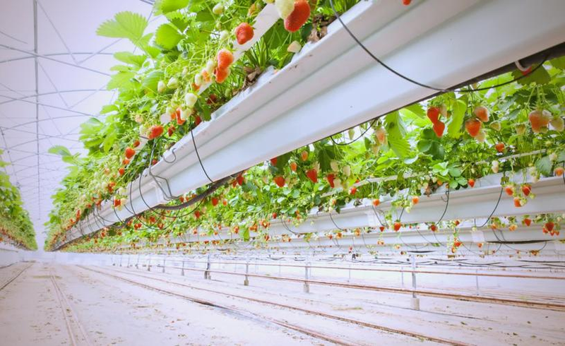 大棚草莓种植技术视频