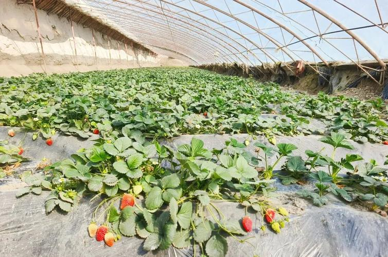 大棚草莓种植技术视频