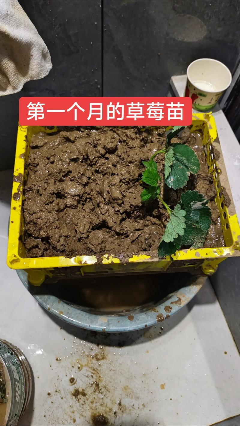 阳台草莓种植技术