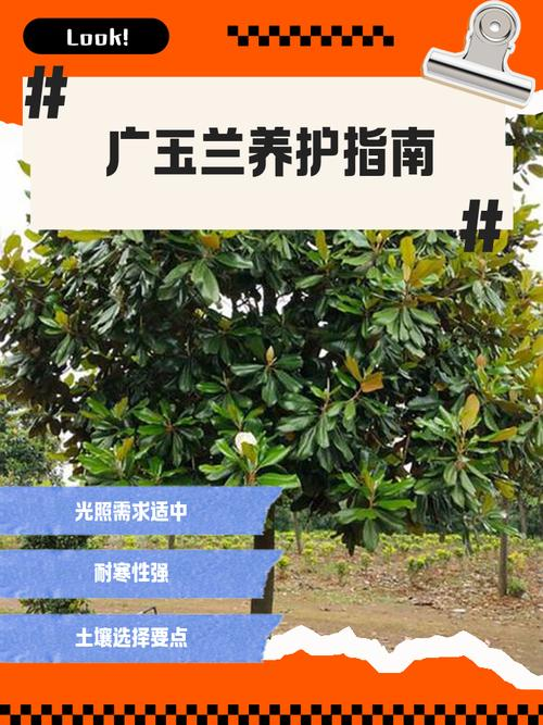 玉兰种子种植技术