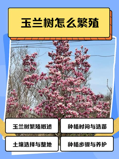 玉兰种子种植技术