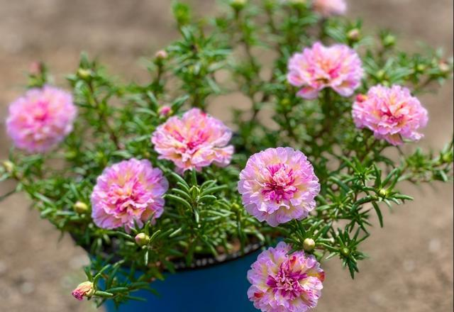 含羞草种子种植方法