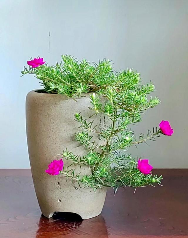 含羞草种子种植方法