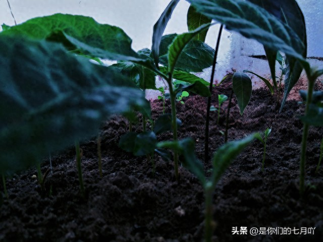 含羞草种子种植方法