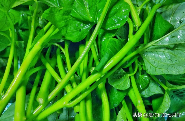 含羞草种子种植方法