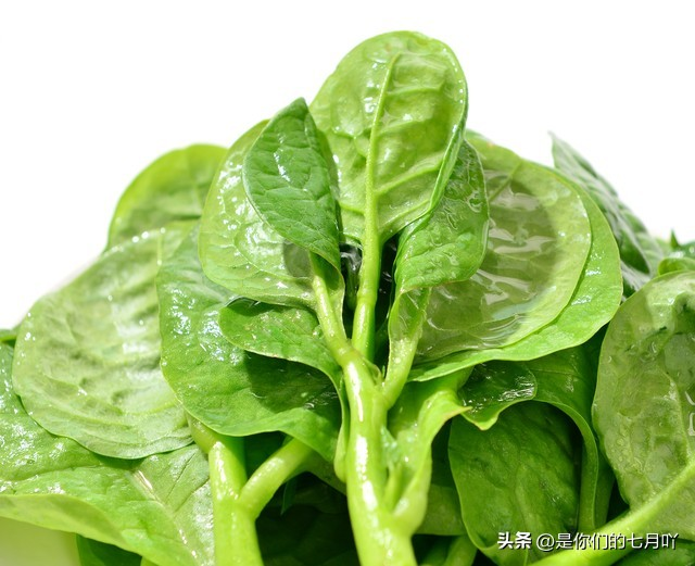 含羞草种子种植方法