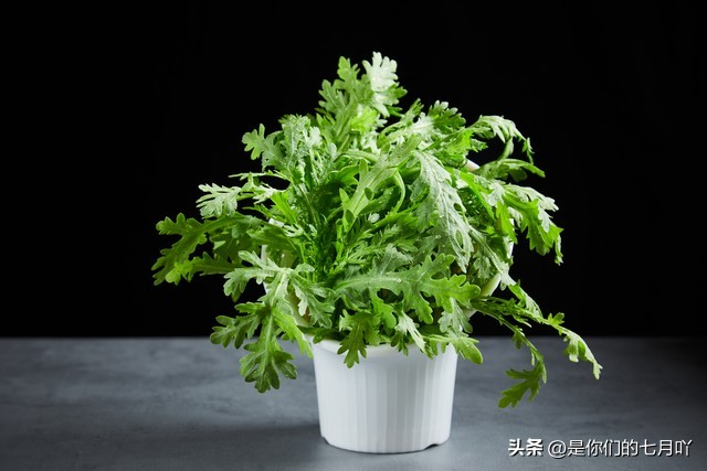 含羞草种子种植方法