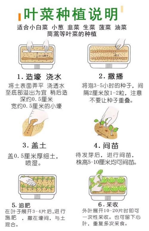 大蒜种植技术浇水要点