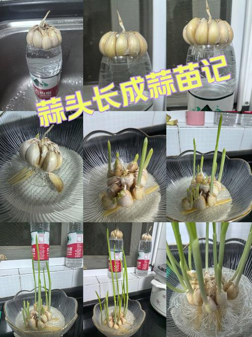 大蒜种植技术浇水要点