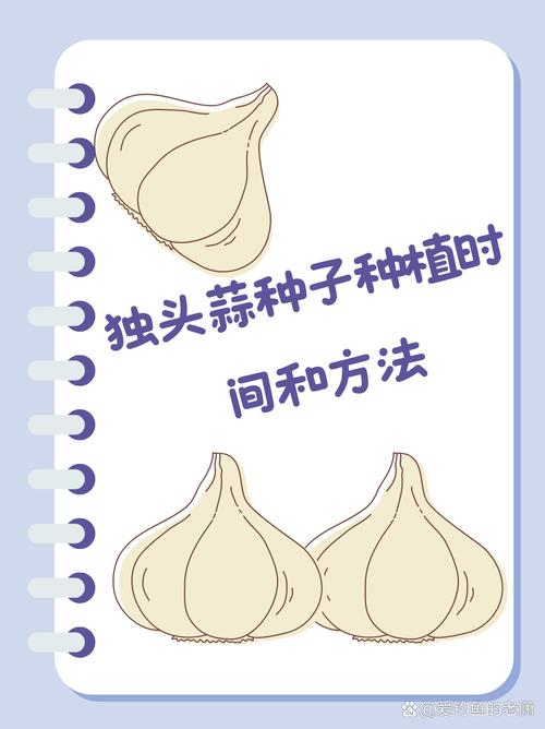 大蒜种植技术浇水要点