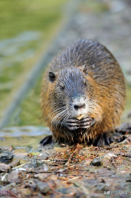 家鼠学养殖技术和种植技术
