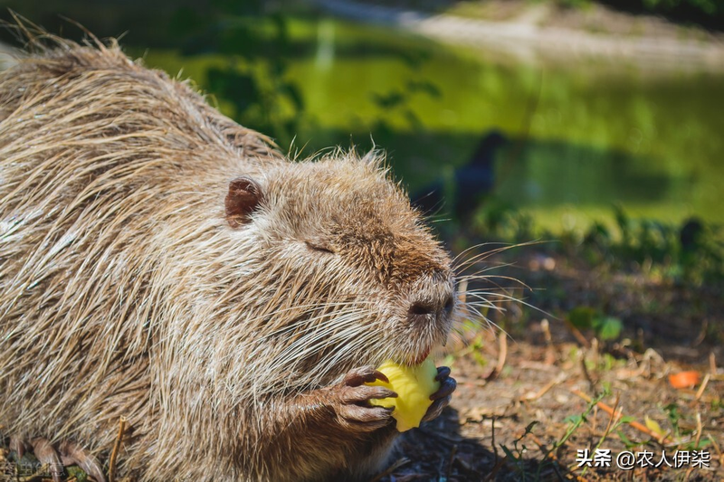 家鼠学养殖技术和种植技术