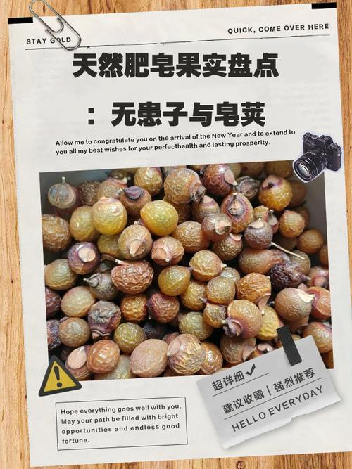 皂角种子的种植方法