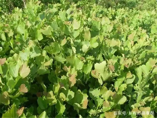 美国大榛子 种植技术
