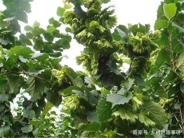 美国大榛子 种植技术