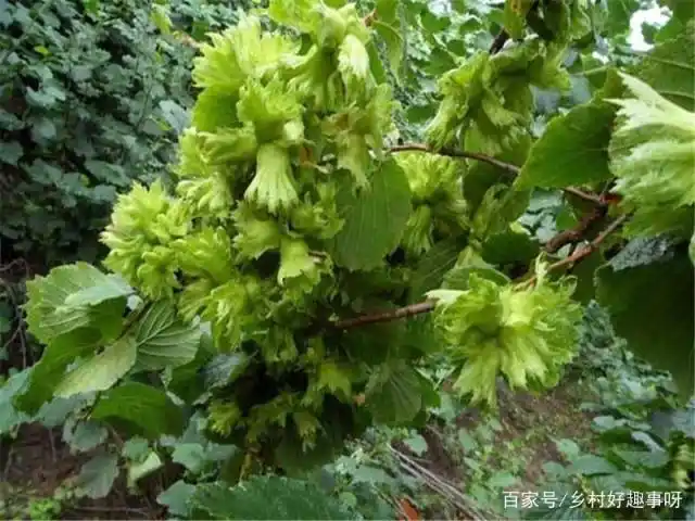 美国大榛子 种植技术