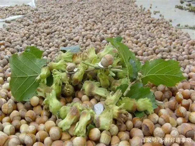 美国大榛子 种植技术