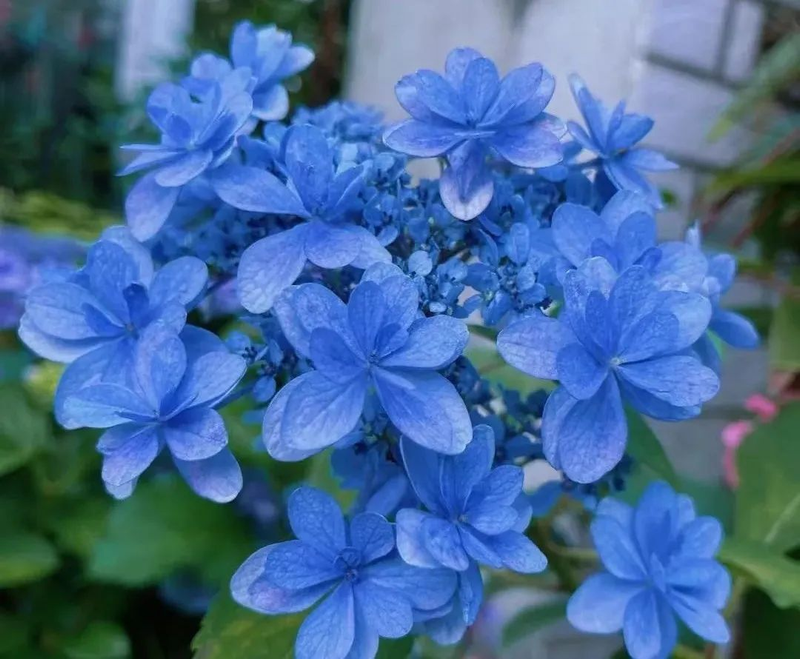 绣球花种子种植方法