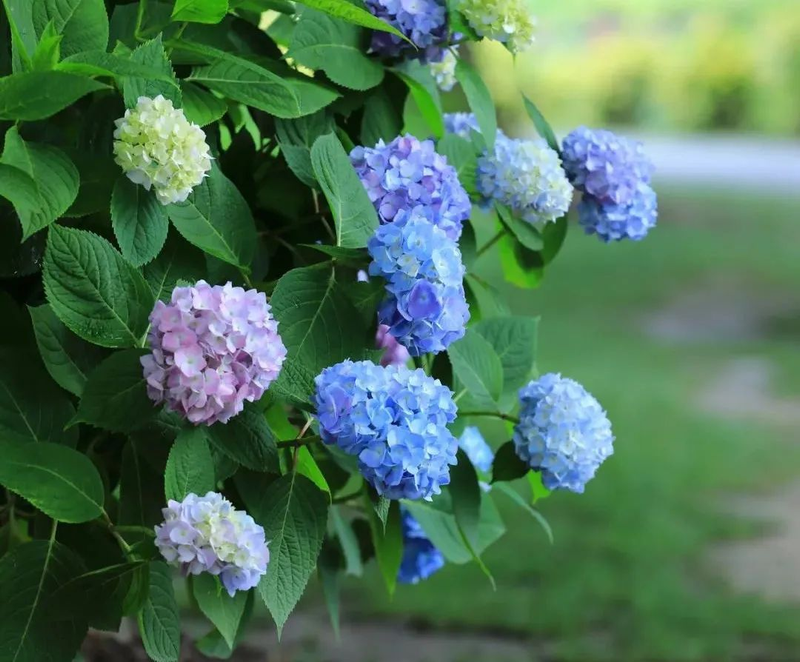 绣球花种子种植方法