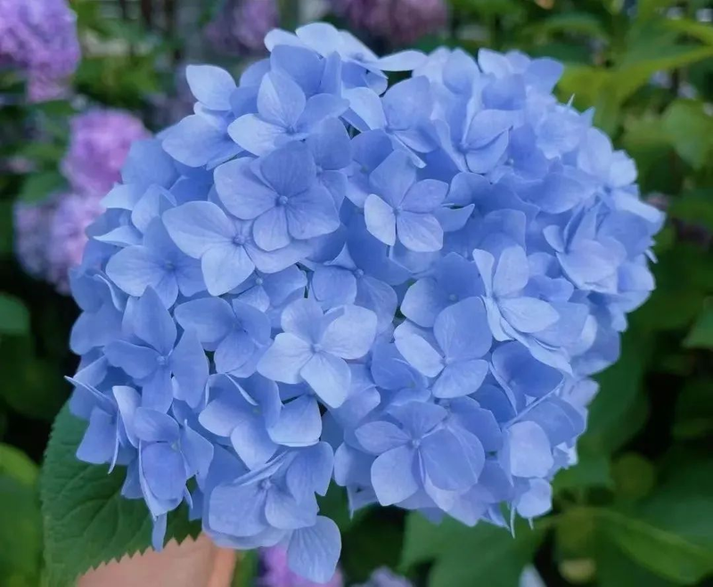 绣球花种子种植方法