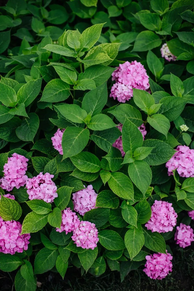 绣球花种子种植方法
