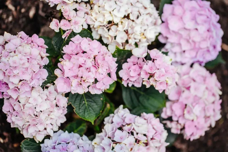 绣球花种子种植方法