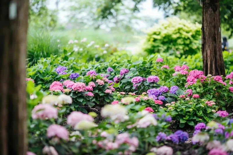 绣球花种子种植方法