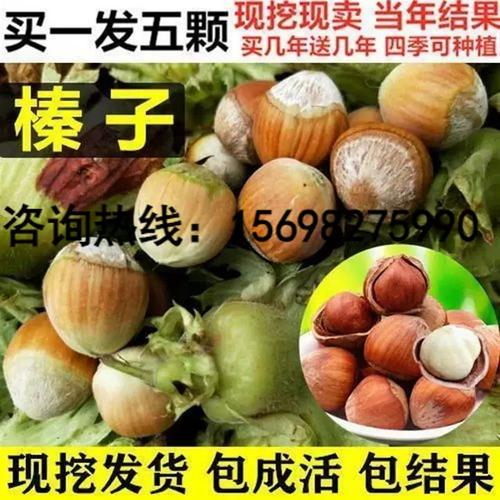 美国大榛子 种植技术