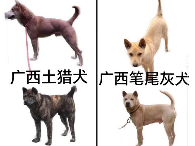 两广土狗特点