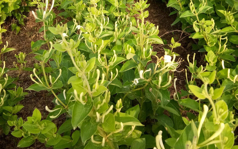 北五味子种植技术