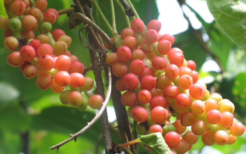 北五味子种植技术