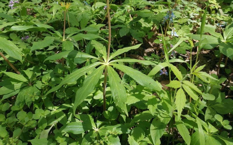 北五味子种植技术