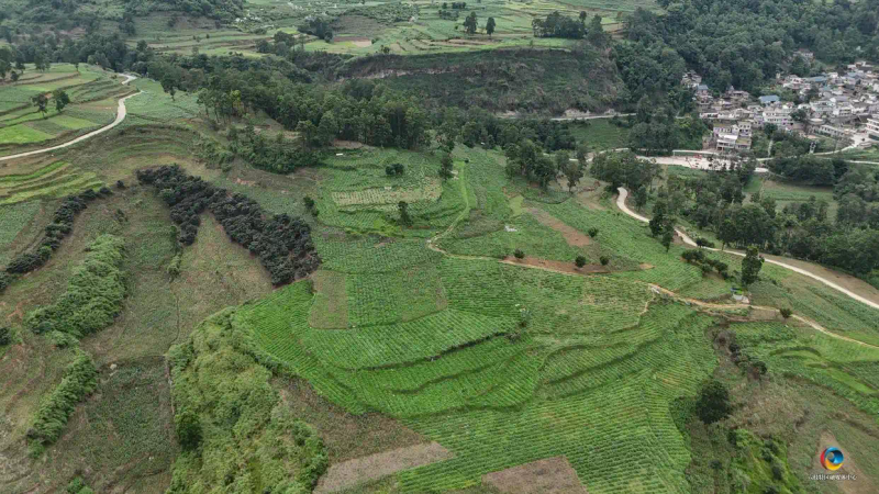 佛手瓜尖的种植技术