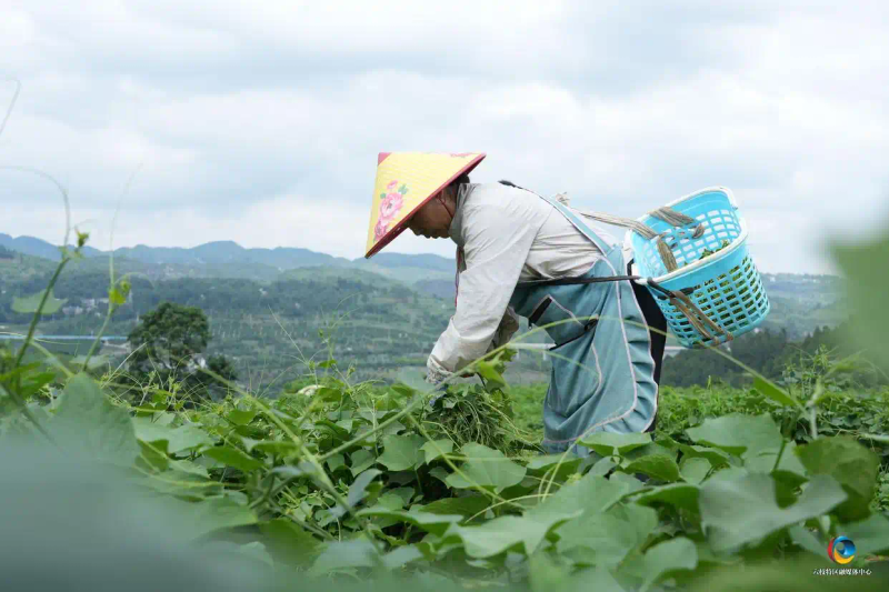 佛手瓜尖的种植技术