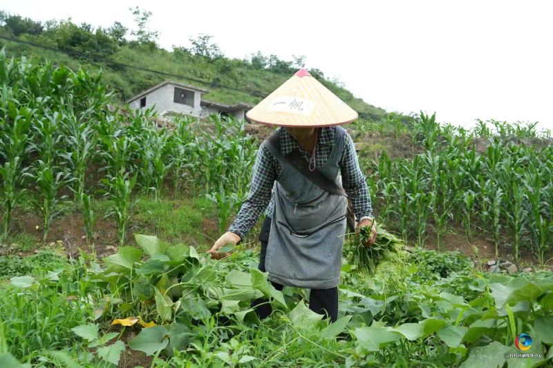 佛手瓜尖的种植技术