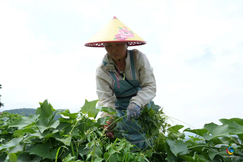 佛手瓜尖的种植技术