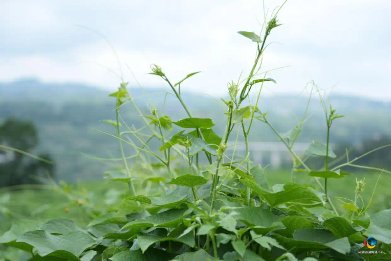 佛手瓜尖的种植技术