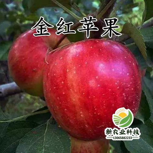 金秋红蜜桃种植技术