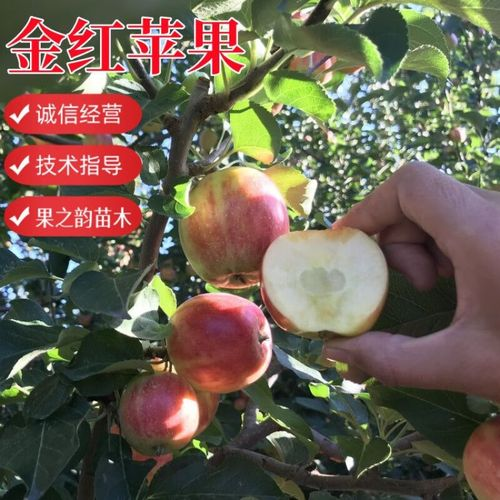 金秋红蜜桃种植技术