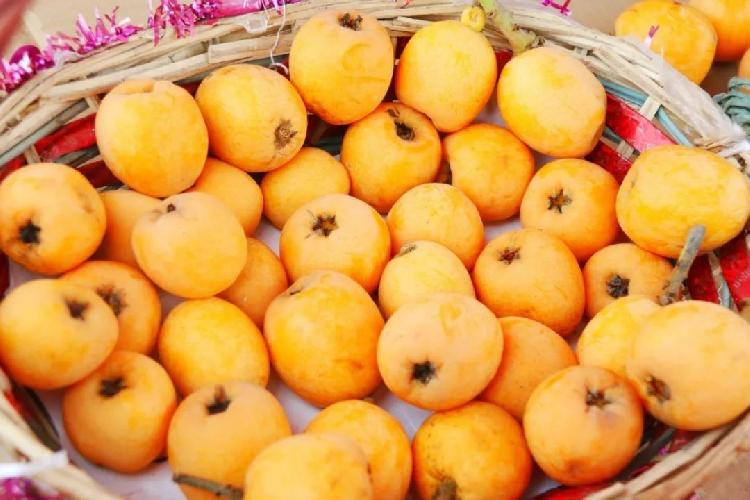 大五星枇杷种植技术