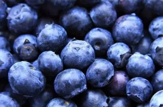 大五星枇杷种植技术