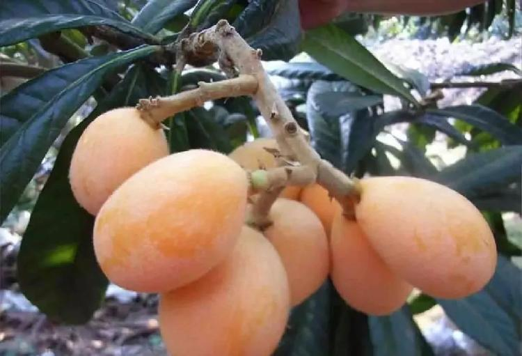 大五星枇杷种植技术