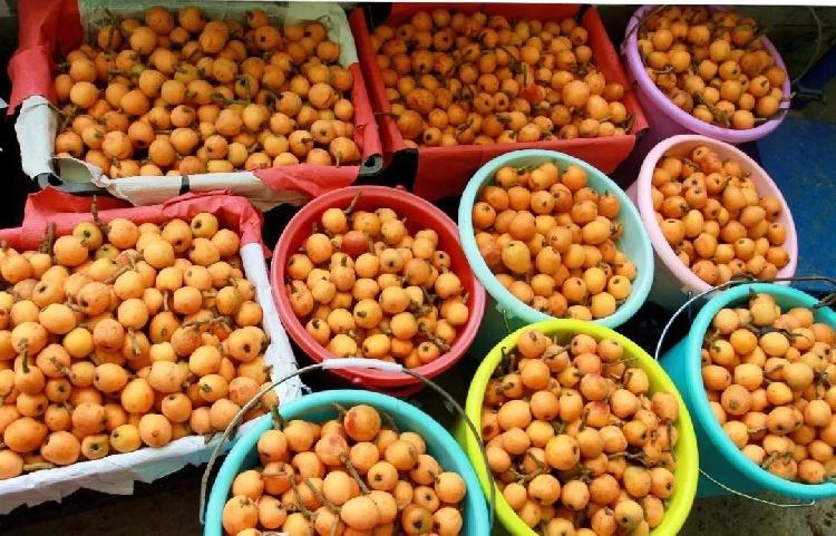 大五星枇杷种植技术