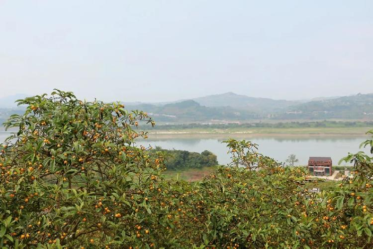 大五星枇杷种植技术