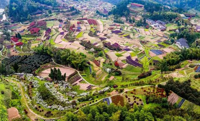 大五星枇杷种植技术