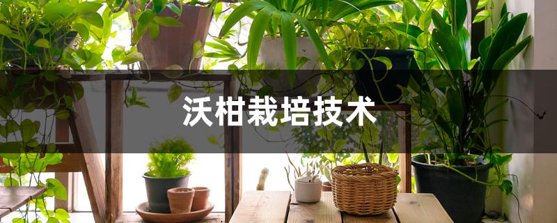 沃柑种植技术