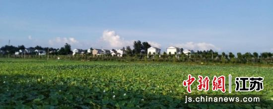 白莲藕种植方法