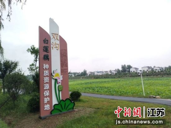 白莲藕种植方法