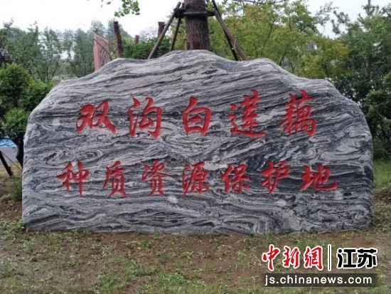 白莲藕种植方法